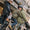 Image to render